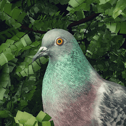 鸽子爱情故事手机版(pigeon: a love story)